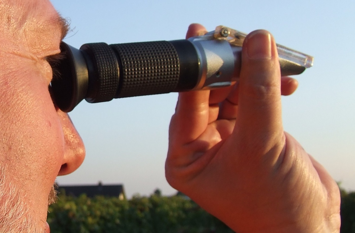 A winegrower looking through a handheld refractometer to assess grape-juice sugar.