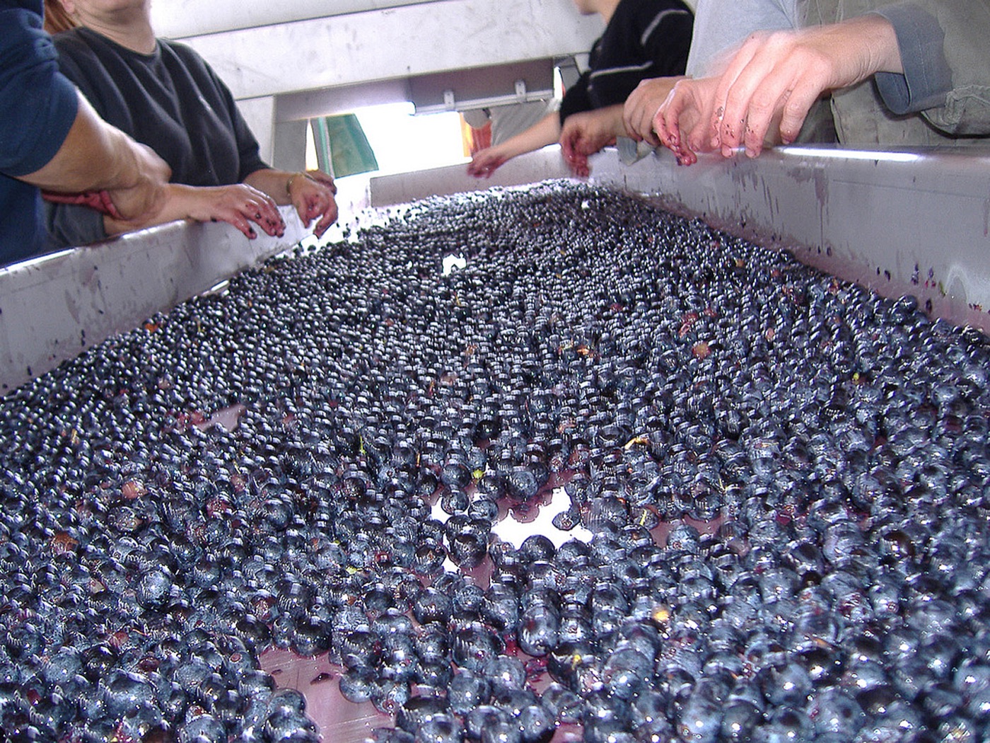 Workers’ hands sorting dark wine grapes across a winery sorting table.